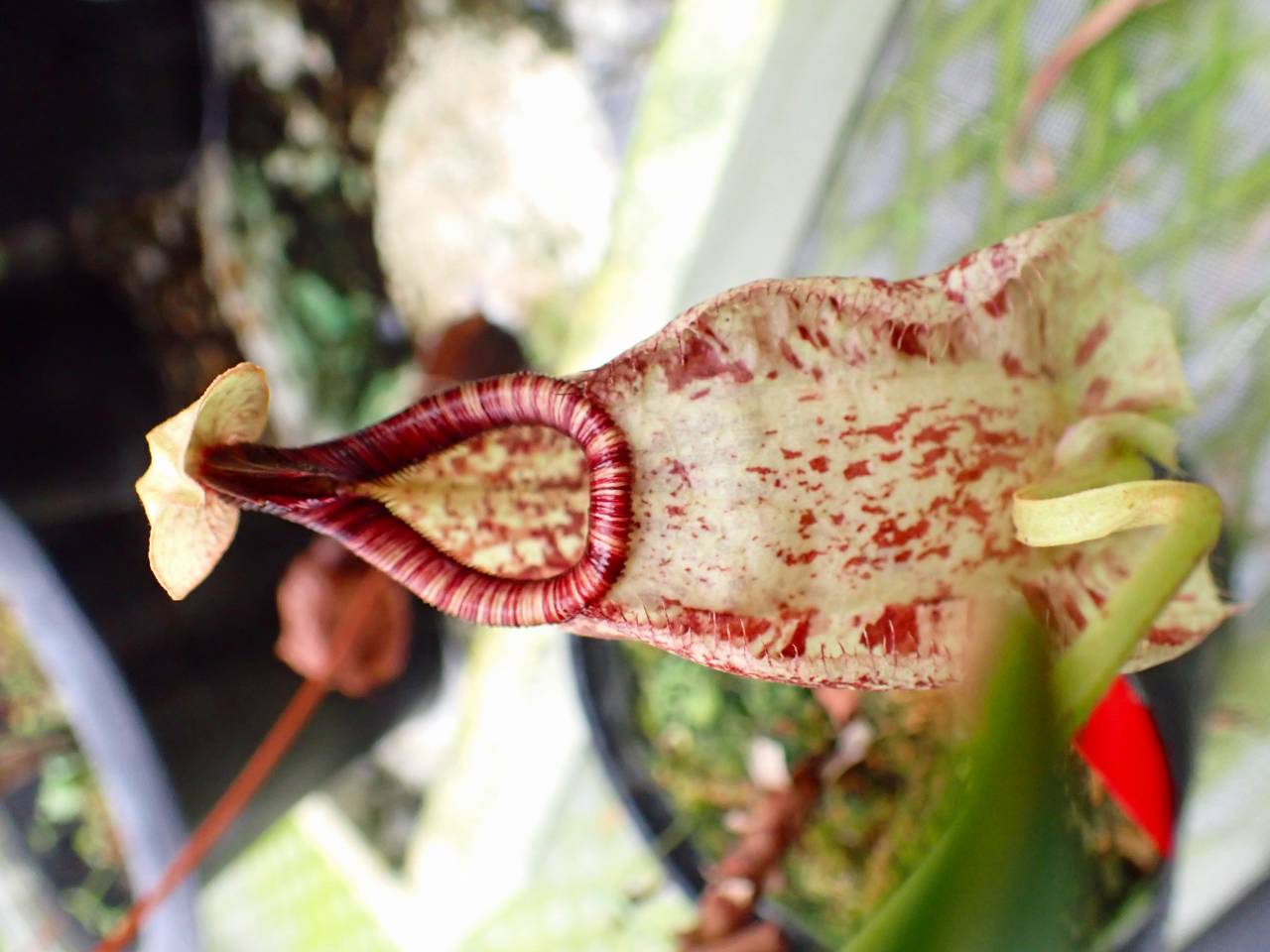P514 5-1 N. rafflesiana seedling S-12 x ？ - Y's Exotics （山田食
