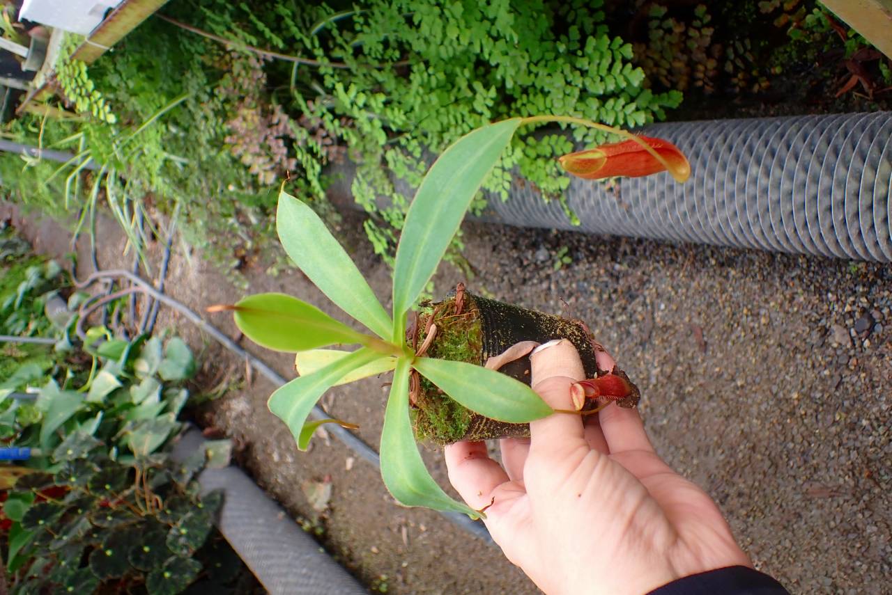 E220 1-3 N. singalana (seedling) | Y's Exotics （山田食虫植物農園）