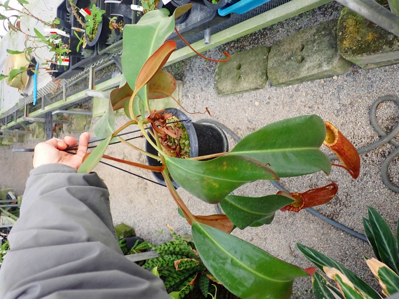 Y628 3-1 #BBB N. truncata x peltata Y's - Y's Exotics （山田食虫