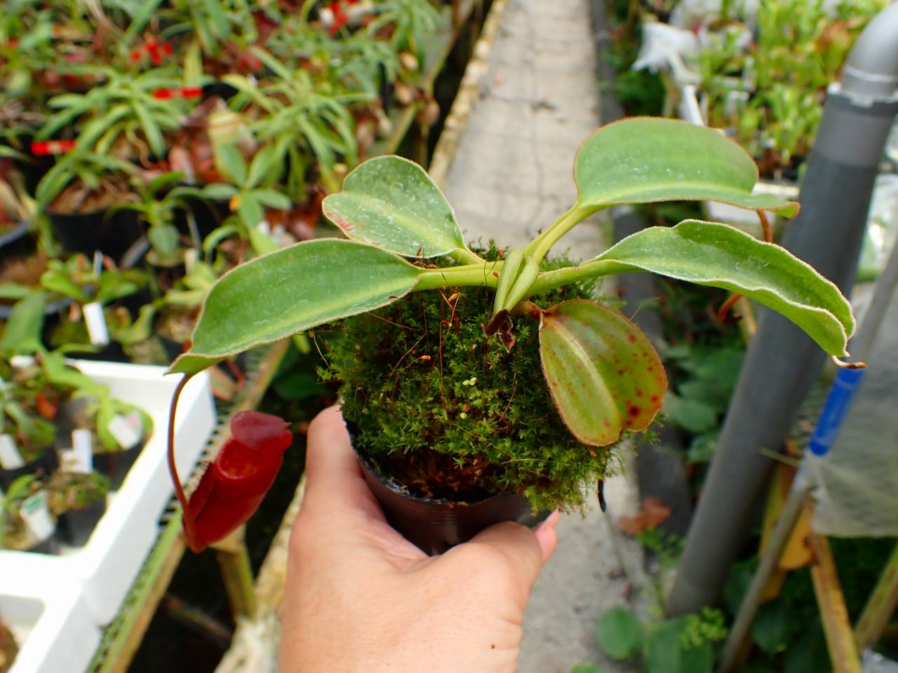 E256 1-2 N.rajah x lowii - Y's Exotics （山田食虫植物農園）