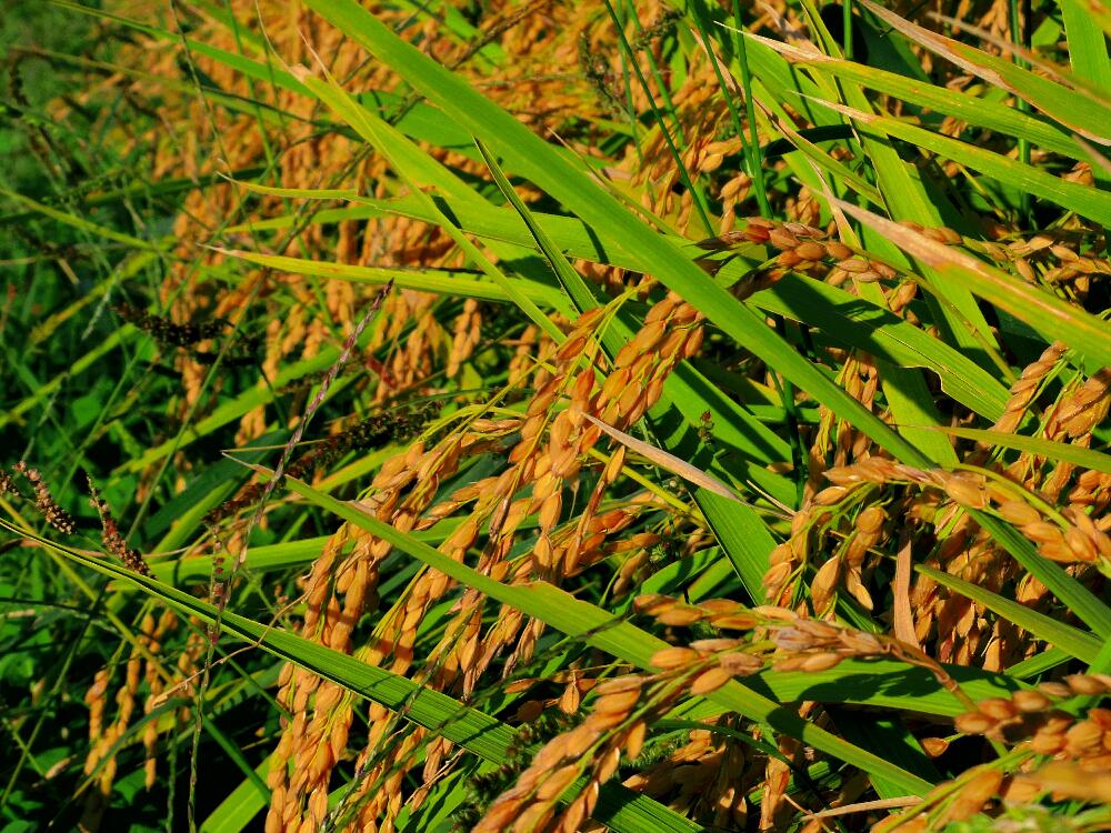 金色に輝く稲たちの稲刈り。穂先が垂れているのが身の詰まった証。