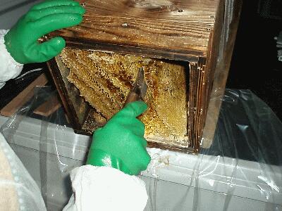 日本蜜蜂の、採蜜を行いました。この日本蜜蜂の蜂蜜を採るために、包丁で１枚ずつ取り出してゆきます。